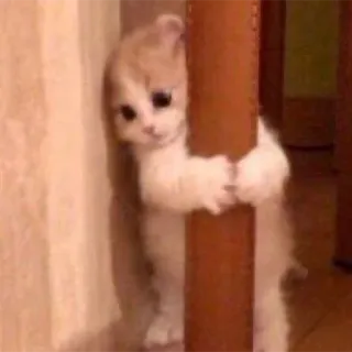 cats telegram stickers