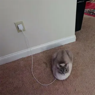 🔋 9b54984e แมว, ก้อน, วิเชียรมาศ, น่ารัก, สัตว์, สัตว์เลี้ยง whatsapp sticker