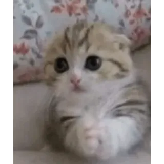 🤝 9facb3ca ลูกแมว, แมว, น่ารัก, สัตว์เลี้ยง, สัตว์ whatsapp sticker