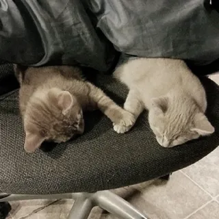 🤝 d65d08f6 ลูกแมว, แมว, สัตว์, นอนหลับ whatsapp sticker