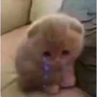 😢 d810fe71 แมว, เศร้า, ร้องไห้, น่ารัก, สัตว์, สัตว์เลี้ยง whatsapp sticker