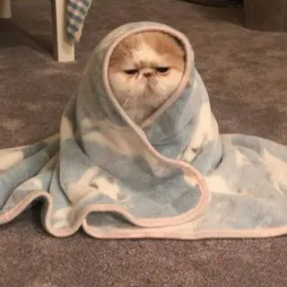 cats telegram stickers