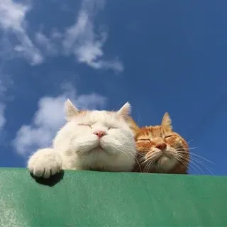 cats telegram stickers