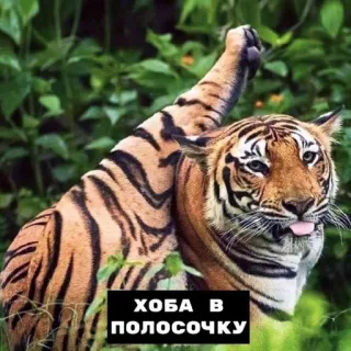 хоба :: @fStikBot telegram stickers