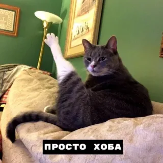 😺 9103f21d ПРОСТО ХОБА cat, funny, animal, flexible, gymnastics telegram sticker