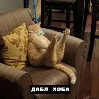 😺 c8f68f8c ДАБЛ ХОБА cat, chair, funny, animal, pet telegram sticker