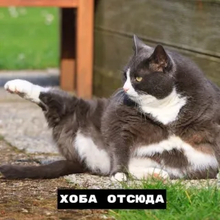 🖕 efd4bfbc ХОБА ОТСЮДА cat, funny, meme, russian, animal, pose telegram sticker