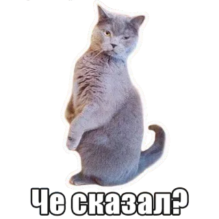😕 242476a5 Че сказал? chat, drôle, mème, gris, animal whatsapp sticker