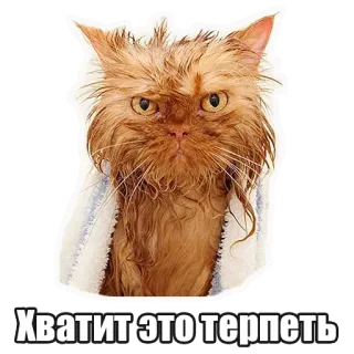 😡 321ddd96 Хватит это терпеть chat, chat mouillé, drôle, mème, russe, citation, animal whatsapp sticker