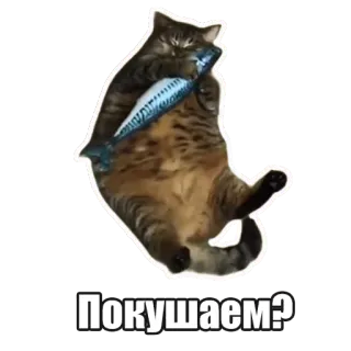😋 40a20888 Покушаем? chat, poisson, animal, animal de compagnie, drôle, mignon whatsapp sticker