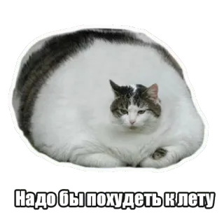 🤤 4f10127b Надо бы похудеть к лету chat, drôle, animal, mème, potelé, humour, russe, gros chat whatsapp sticker
