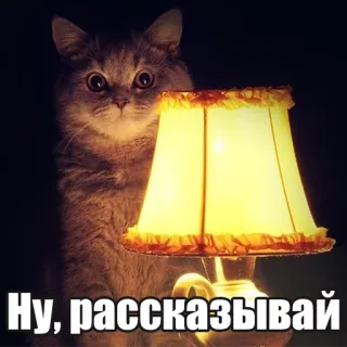 😊 7b63b835 Ну, рассказывай chat, lampe, drôle, animal de compagnie, animal whatsapp sticker