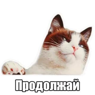 😏 9aa6d21f ПРОДОЛЖАЙ chat, continuer, animal, mème, russe, sticker whatsapp sticker
