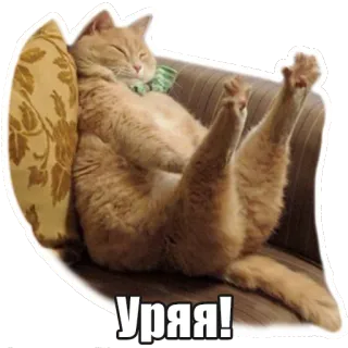 👏 fc2dde44 Уррa! chat, russe, drôle, animal de compagnie, animal whatsapp sticker