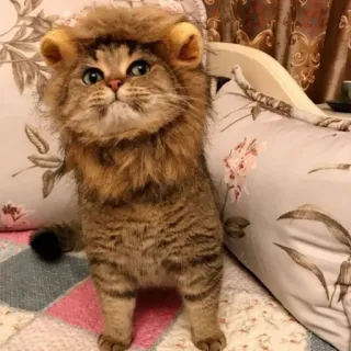 🐱 02fc5d5a kucing, singa, hewan peliharaan, hewan, imut, anak kucing, kostum, lucu telegram sticker