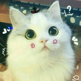 🐱 126fcf26 kucing, imut, hewan, kucing domestik, berbulu, hewan peliharaan telegram sticker