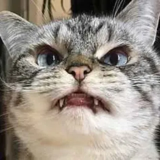 🐱 1644de94 kucing, marah, felin, hewan, peliharaan, kucing domestik, lucu telegram sticker