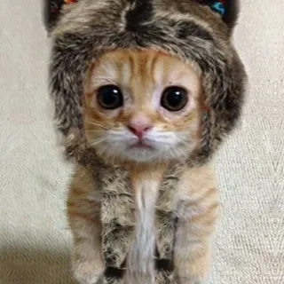 🐱 617bc528 kucing, anak kucing, hewan, lucu, peliharaan, topi telegram sticker