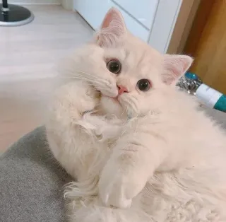 🐱 663529bf kucing, anak kucing, lucu, persia, berbulu, hewan peliharaan, binatang telegram sticker