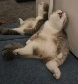 🐱 7bd8b6c5 kucing, tidur, santai, hewan peliharaan, peliharaan, malas telegram sticker