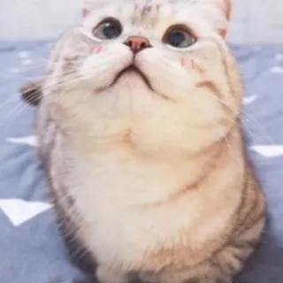 🐱 8b0eeb86 kucing, lucu, hewan, peliharaan, kucing domestik, felin, anak kucing telegram sticker