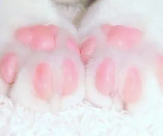 🐱 f4dfda23 telapak kucing, hewan, lucu, bantalan kaki, kucing telegram sticker