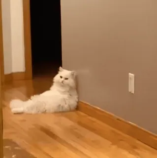 😵 0f19f6b2 cat, white cat, persian cat, animal, pet, domestic animal whatsapp sticker