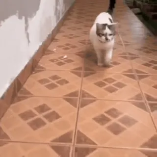 🐈 1824ae42 cat, animal, tile, walking, mammal, domestic cat whatsapp sticker