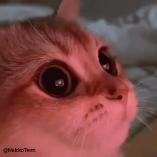 😍 2318f1c0 @NekkoTeen cat, cute, animal, pet, meme whatsapp sticker