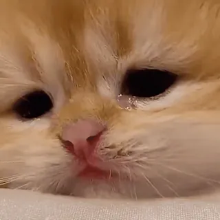 😭 31c946e0 cat, kitten, sad, animal, pet, cute whatsapp sticker