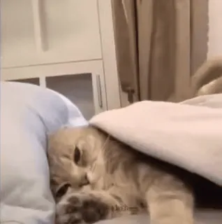 😴 511d66ab cat, sleepy, bed, blanket, cute, animal whatsapp sticker