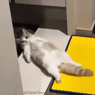 🍆 5a8b15ae @NekkoTeen cat, animal, cute, domestic animal whatsapp sticker