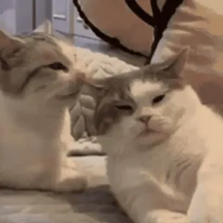 😃 65f24cda cat, animals, pets, domestic cat, cute, cat video whatsapp sticker