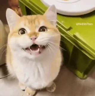 😱 9370f172 cat, animal, pet, kitten, cute, happy, orange cat whatsapp sticker