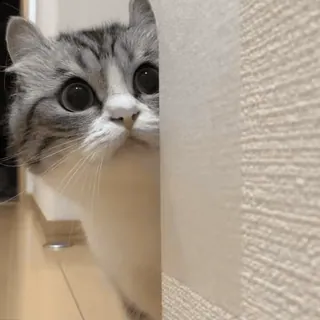 👀 98650211 cat, kitten, pet, animal, cute, peeking, hiding whatsapp sticker