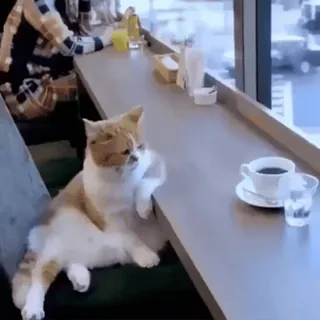 🤔 9dc6ba6c cat, coffee, cafe, animal, pet, relaxation whatsapp sticker