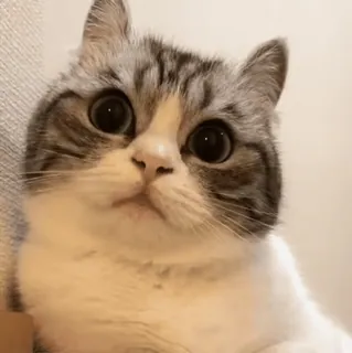 👀 9e2211c7 cat, animal, cute, pet, domestic cat, kitten, feline, mammal whatsapp sticker