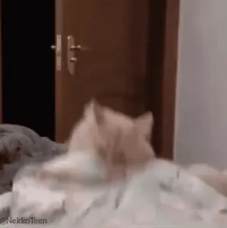 🤪 bac5c943 NekkoTeen cat, bed, cute, kitten, animal, pet, funny whatsapp sticker