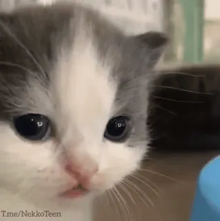 😢 d8d67fed t.me/NekkoTeen kitten, cat, pet, cute, animal whatsapp sticker