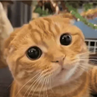 😘 da33e921 cat, orange, cute, animal, pet, kitten whatsapp sticker