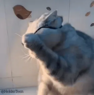 😎 db6f0192 @NekkoTeen cat, animal, cute, pet, kitten, funny whatsapp sticker