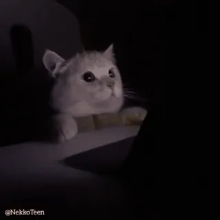 😾 fb66d63c @NekkoTeen cat, kitten, cute, animal, meme, pet, night whatsapp sticker