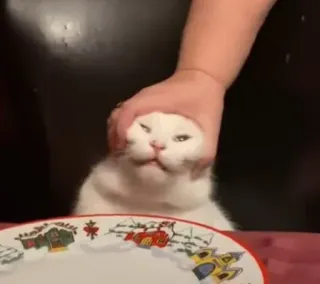 🐈 031c0619 kucing, hewan peliharaan, hewan, tangan, meremas, kucing putih telegram sticker