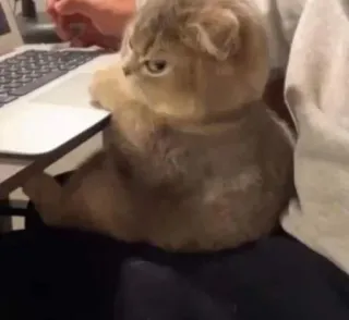 🐈 096c96ee kucing, komputer, hewan, peliharaan, mengetik telegram sticker