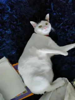 🐈 0ce022e0 kucing, kucing putih, hewan, hewan peliharaan, binatang peliharaan, imut telegram sticker