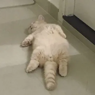 🐈 25384cd2 kucing, tidur, lucu, binatang, kucing peliharaan, kucing telegram sticker