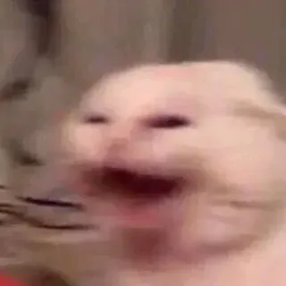 🐈 472d4ea3 kucing, meme, binatang, lucu, internet telegram sticker