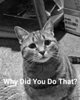 🐈 4f978534 Why Did You Do That? kucing, meme, hewan, lucu, pertanyaan, hewan peliharaan telegram sticker