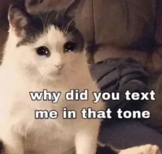 🐈 77a8376e why did you text me in that tone kucing, meme, sedih, teks, nada, lucu telegram sticker