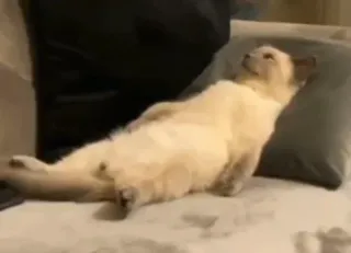 🐈 919bedd3 kucing, santai, sofa, malas, hewan peliharaan, hewan, santai telegram sticker